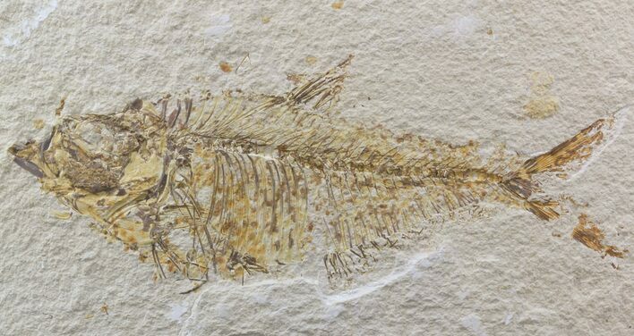 Bargain Diplomystus Fossil Fish - Wyoming #39433